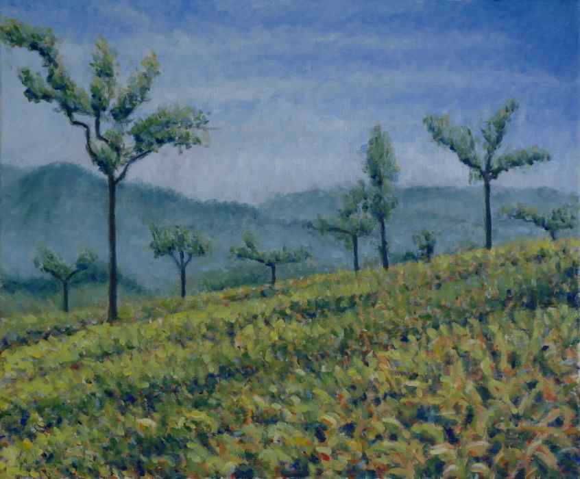 Coonoor tea plantation on a cloudy day