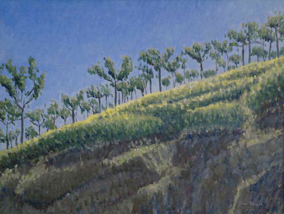 Coonoor tea plantation