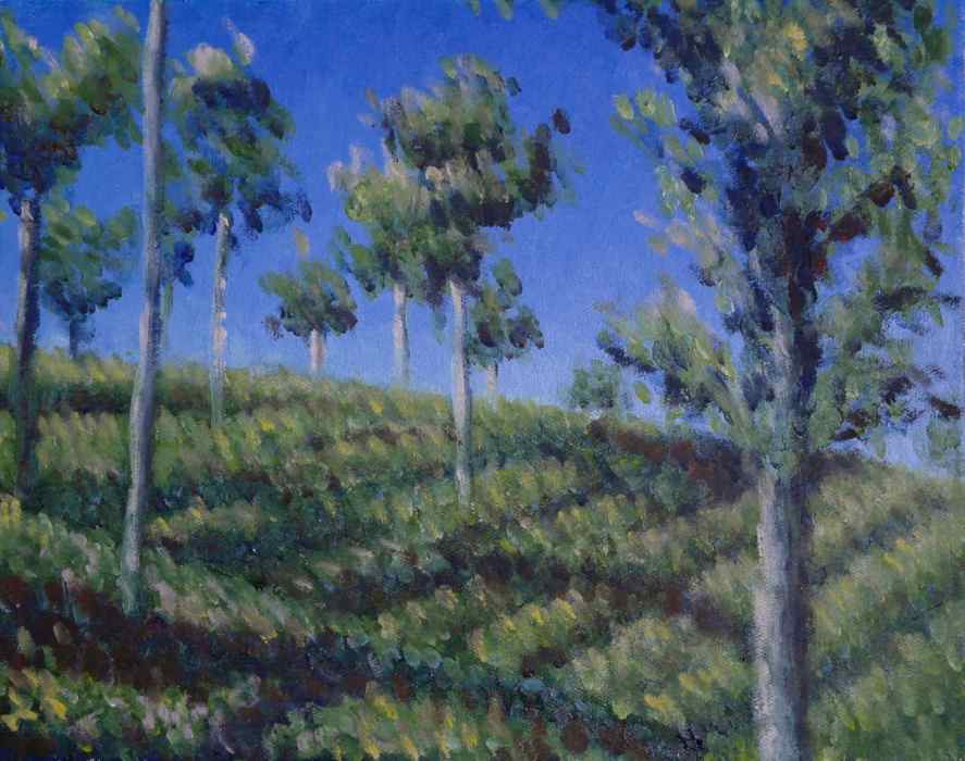 Coonoor tea plantation trees