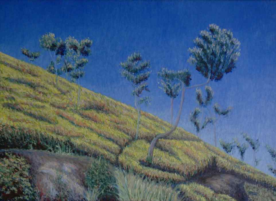 Coonoor tea plantation trees