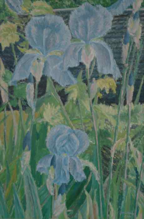 Irises